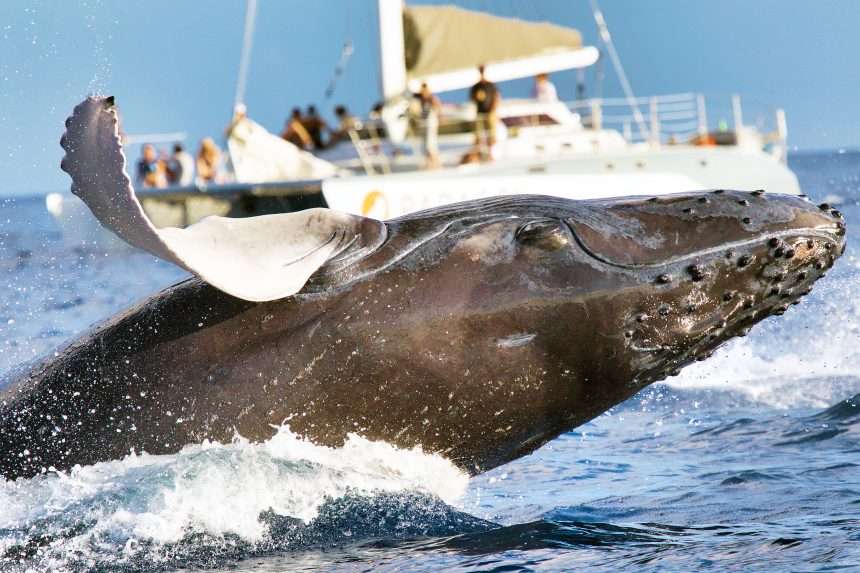 Scientists Have A 20 Minute 'conversation' With Humpback Whales • Earth.com