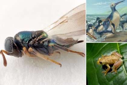 Scientists Have Discovered A 'terrifying' Species Of Wasp That Hatches