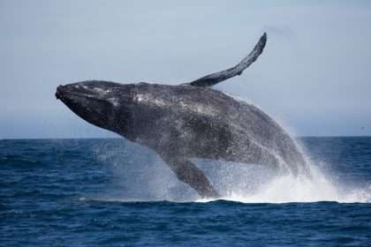 Scientists Report Groundbreaking First Conversation Between Humans And Whales