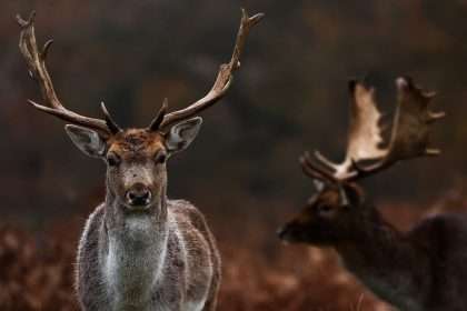 Scientists Warn That 'zombie Deer Disease' Could Spread To Humans