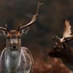Scientists Warn That ``zombie Deer Disease'' May Spread To Humans