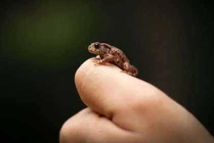 Smallest Frog Species Ever Discovered