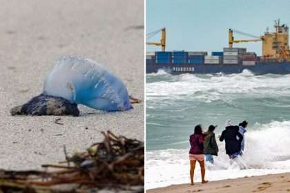 Strong Winds Wash Up Portuguese Man O' Wars On Florida