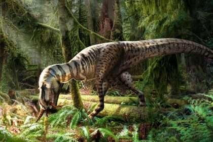Tyrannosaurus Rex Found With Last Meal Preserved In Stomach