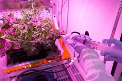Astronauts May Need To Reconsider Eating Salad In Space