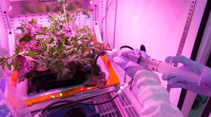 Astronauts May Need To Reconsider Eating Salad In Space