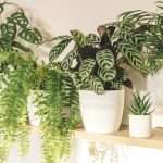 Air Purifying Plants You Want To Have At Home