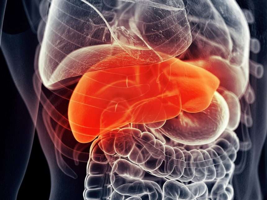 Alarming Increase In Chronic Liver Disease Predicted By 2050