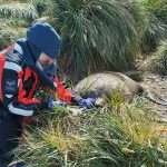 Bird Flu: Unprecedented Outbreak Spreads To Sub Antarctic Mammals, Uk Says