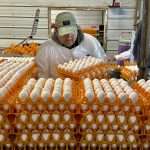 Bird Flu Outbreak Disrupts Poultry Industry, Devastating California's 'egg Basket'
