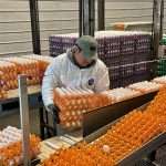 Bird Flu Outbreak Disrupts Poultry Industry, Devastating California's 'egg Basket'