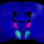 Brain Circuit Behind Male Sexual Desire Identified In Mice: Sciencealert