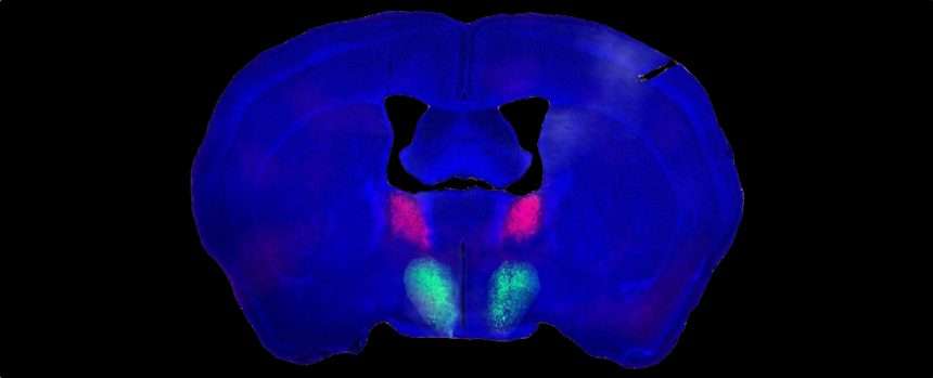 Brain Circuit Behind Male Sexual Desire Identified In Mice: Sciencealert