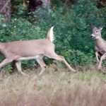Deadly Deer Problem Is Expanding In Ohio