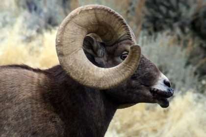 Female Animals Have Larger Brains, And Males Have Larger Horns.