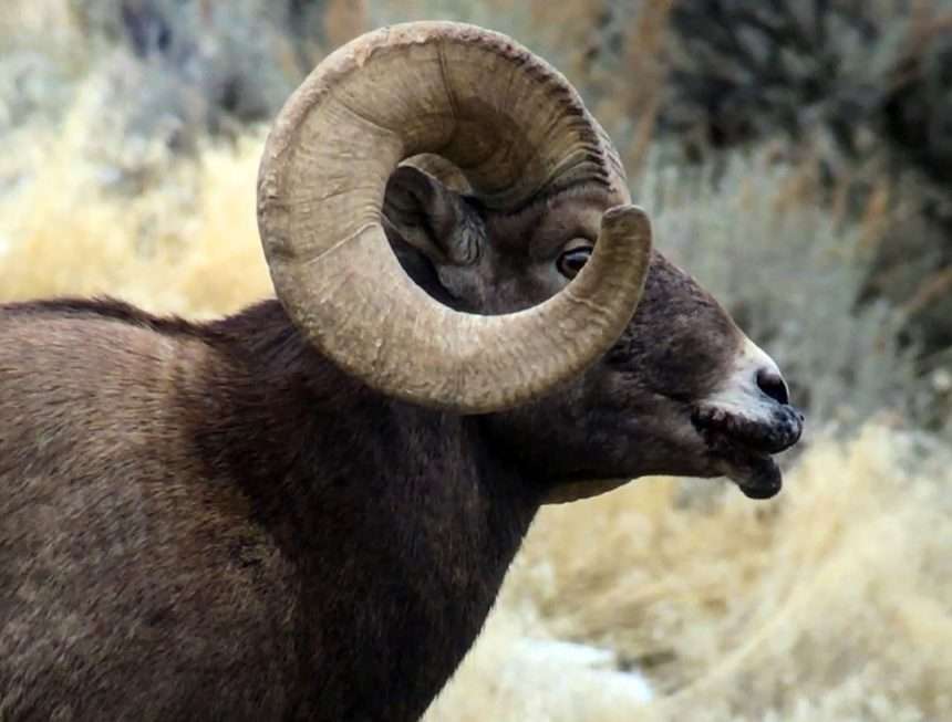 Female Animals Have Larger Brains, And Males Have Larger Horns.
