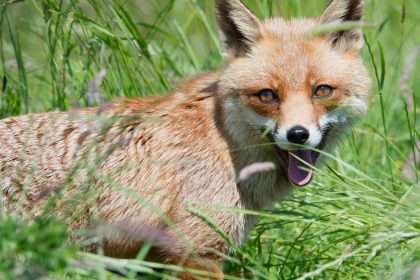 Ferocious Fox Found Near Taneytown In Carroll County