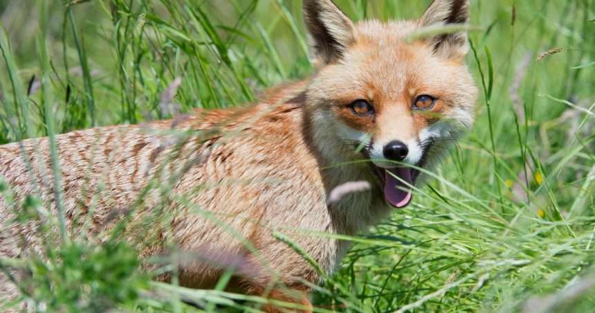 Ferocious Fox Found Near Taneytown In Carroll County