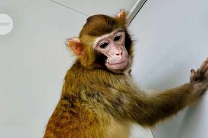 First Cloned Rhesus Macaque To Live To Adulthood