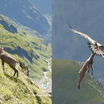 Golden Eagle Snatches Small Goat From Cliff And Takes On