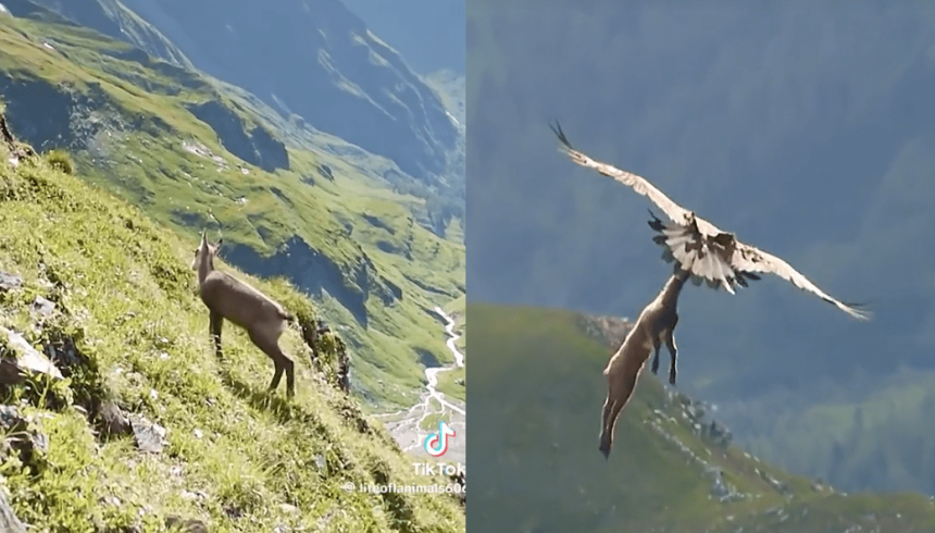 Golden Eagle Snatches Small Goat From Cliff And Takes On