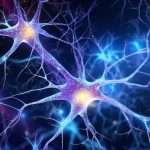 How Dendrites Shape Neural Responses