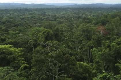 Huge Network Of Ancient Cities Discovered In The Amazon Rainforest