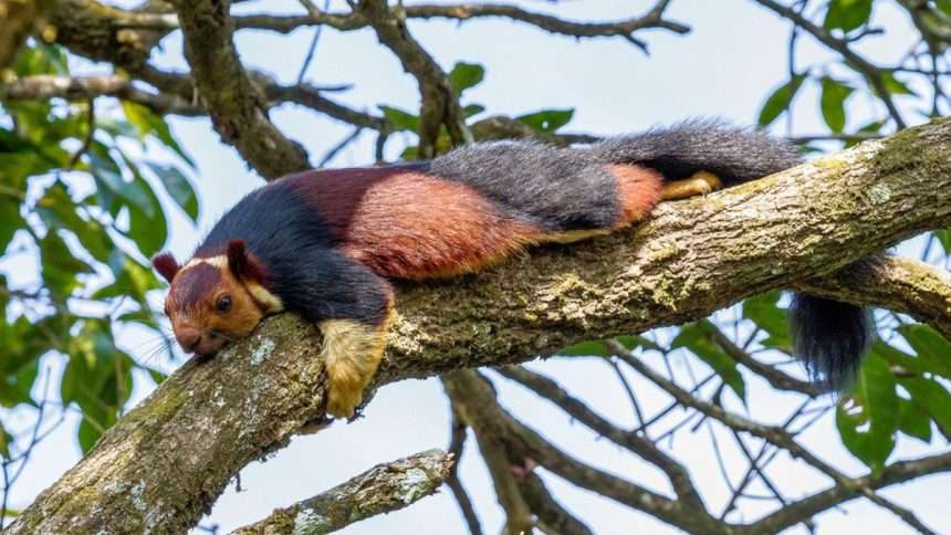 Indian Giant Squirrel: 'rainbow' Rodent That Is Also The World's