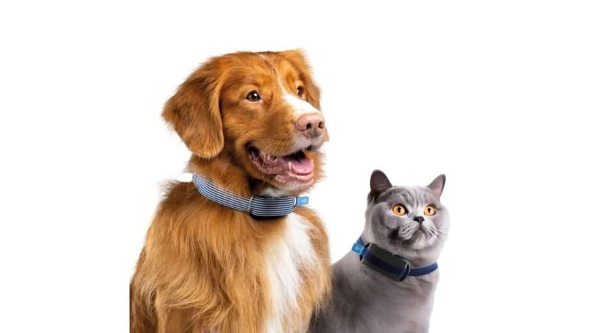 Invoxia Has A New Smart Collar Suitable For Both Cats