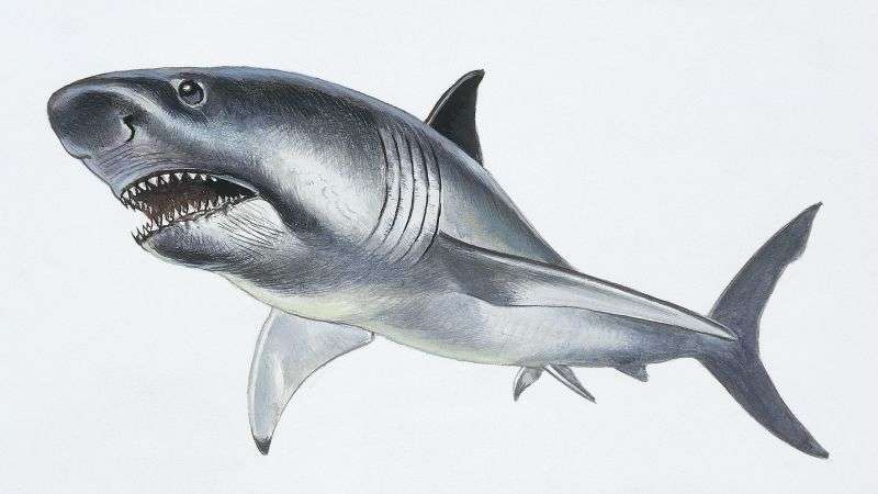 Megalodon Was Leaner Than Previously Thought, New Study Suggests