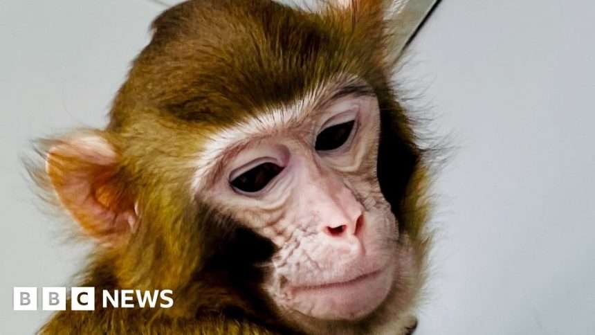 Rhesus Macaque Clone Created To Accelerate Medical Research