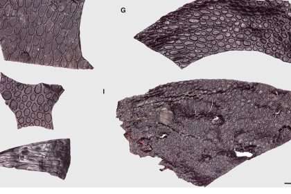 Scaly Fossils Are The Oldest Known Pieces Of Skin