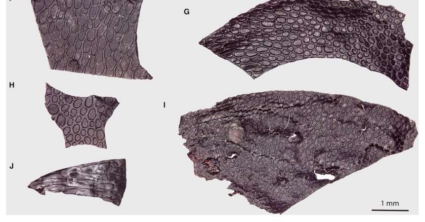 Scaly Fossils Are The Oldest Known Pieces Of Skin