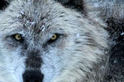 Something Strange Happens To Wolves Infected With A Notorious Mind Altering