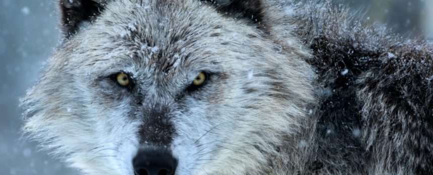 Something Strange Happens To Wolves Infected With A Notorious Mind Altering