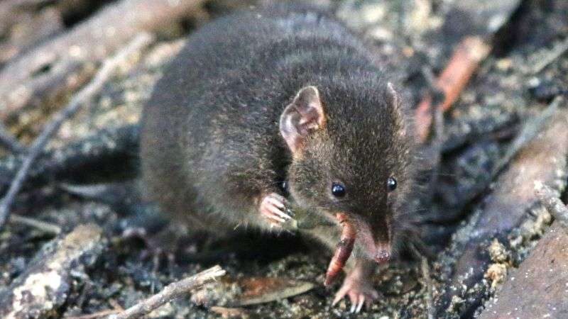 These Tiny Male Marsupials Give Up Sleep For Sex And