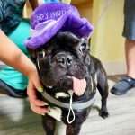 3 Month Old French Bulldog Puppy Regenerates Jaw Naturally • Earth.com