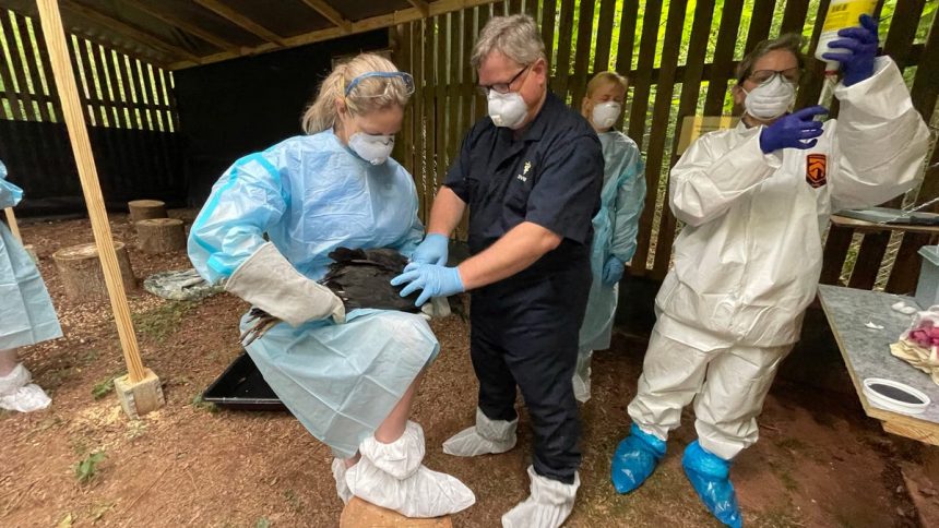 Avian Flu Outbreak On Dairy Farms Raises Concerns