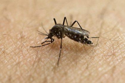 Cdc Warns Of Increased Risk Of Dengue Fever Across The
