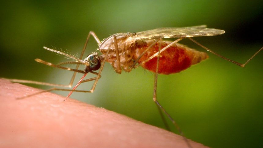 Cases Of Dengue Fever Transmitted By Mosquito Bites Confirmed In