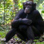 Chimpanzees 'self Medicate' With Healing Plants