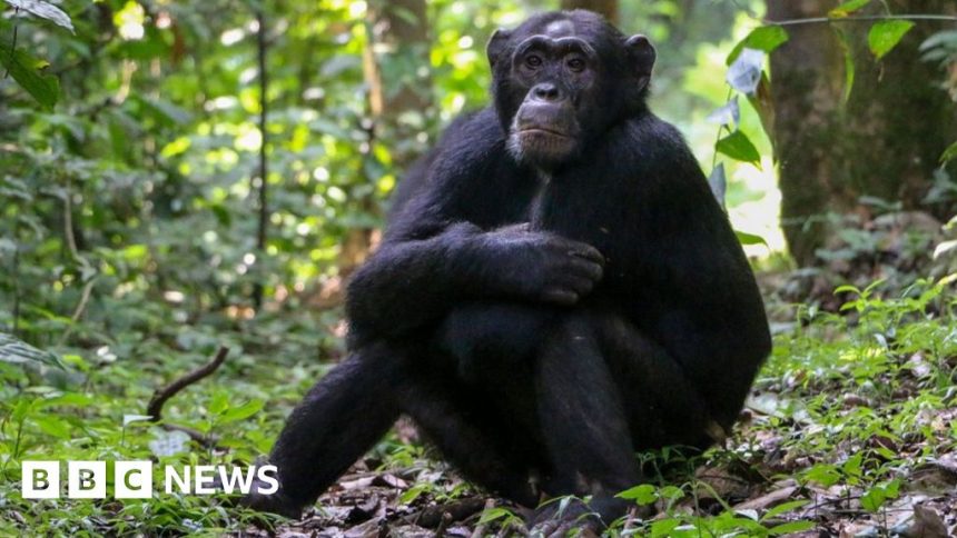 Chimpanzees 'self Medicate' With Healing Plants