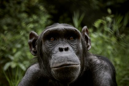 Chimpanzees Turn To Healing Plants To Self Medicate When They Get