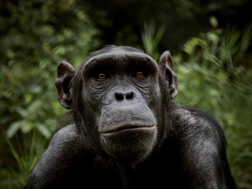 Chimpanzees Turn To Healing Plants To Self Medicate When They Get