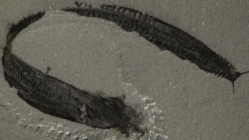 Flipping Famous Fossil Upside Down Could Reveal Our Earliest Vertebrate