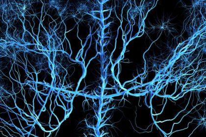 Physicists Say The Complexity Of The Human Brain Is On