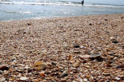 Searching For Shells In Volusia, Flagler, And More. What You