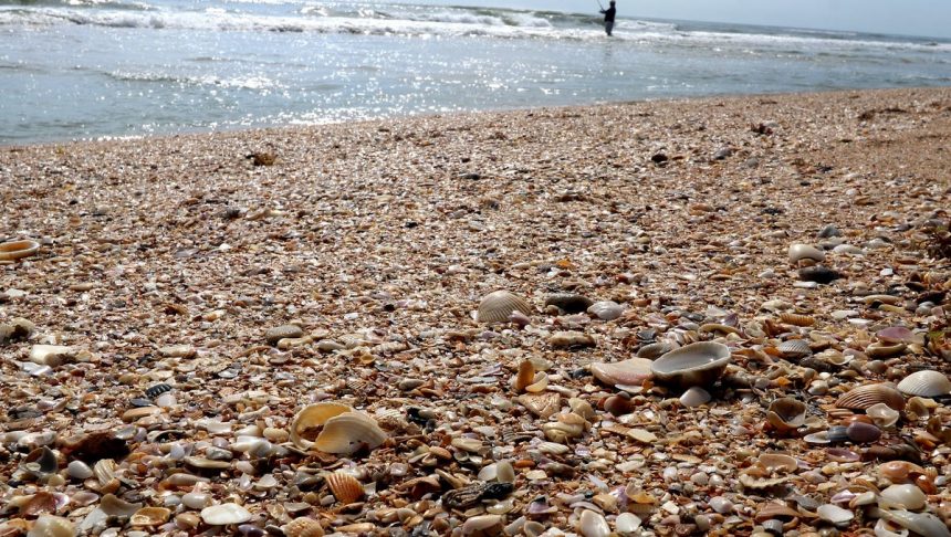 Searching For Shells In Volusia, Flagler, And More. What You