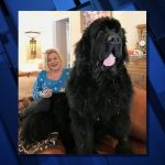 'terrible': Second Colorado Dog Owner Shares Harrowing Experience With Prescription