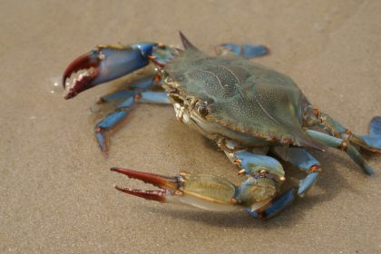 The Forbidden Taste That Makes Maryland Blue Crab So Popular